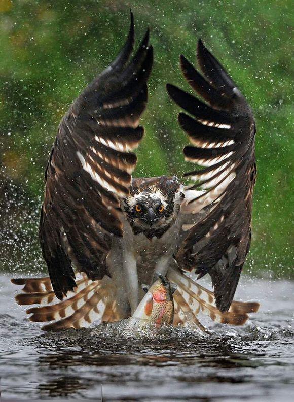 一个东一个鸟怎么读，一个东一个鸟怎么念（见过好多鸟名生僻字）