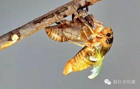 蝉蜕的作用与功效，蝉蜕功效与作用（树上、地里夏天没人捡的蝉蜕）