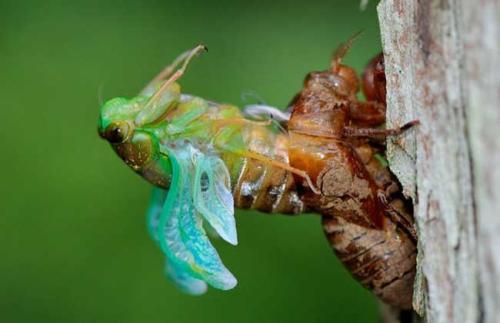 蝉蜕的作用与功效，蝉蜕功效与作用（树上、地里夏天没人捡的蝉蜕）