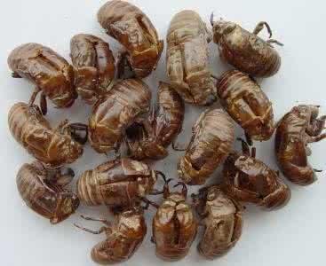 蝉蜕的作用与功效，蝉蜕功效与作用（树上、地里夏天没人捡的蝉蜕）