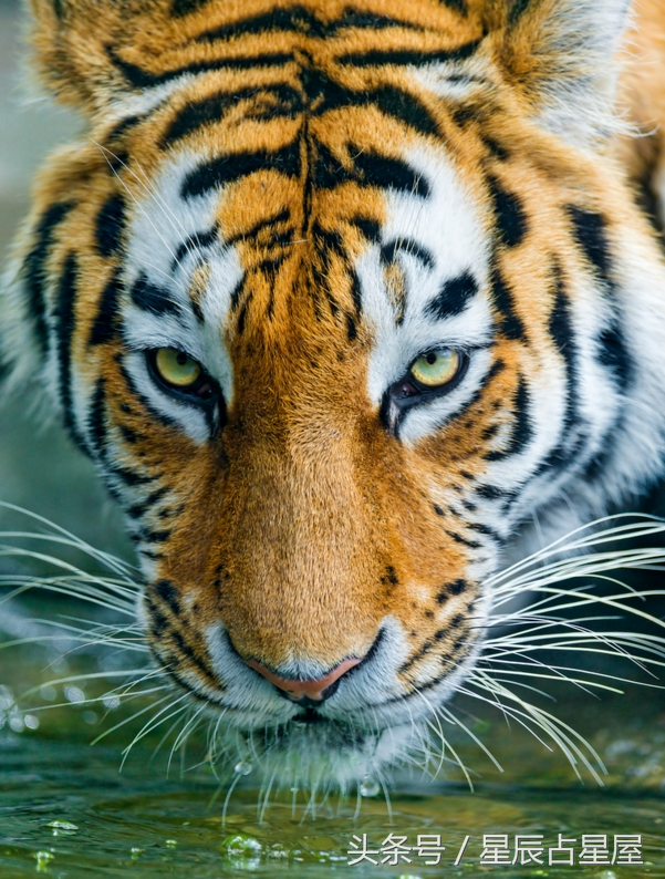 惊天动地打一生肖，惊天动地打一肖（此时出生的生肖虎尽享荣华富贵）