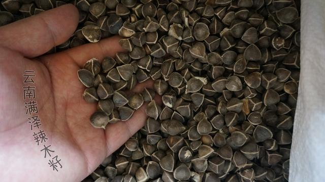 辣木籽几月份种植，辣木籽种植几年结果呢（云南辣木籽和印度辣木籽的功效与作用及区别）