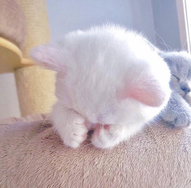 傲娇男头，微信头像，傲娇男头（傲娇是我的傲骨）