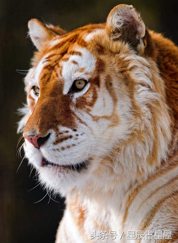 惊天动地打一生肖，惊天动地打一肖（此时出生的生肖虎尽享荣华富贵）