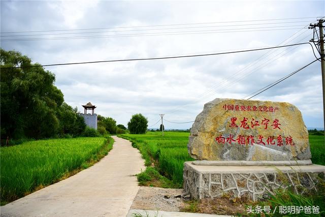 贡米是什么米，月子贡米是什么米（世界上最好吃的大米竟然不是泥土中生长出来的）