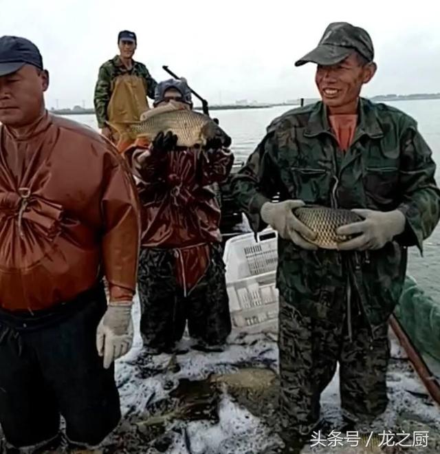 黄金鱼是什么鱼，黄金龙鱼是什么鱼（发现两条情侣“黄金鱼”）