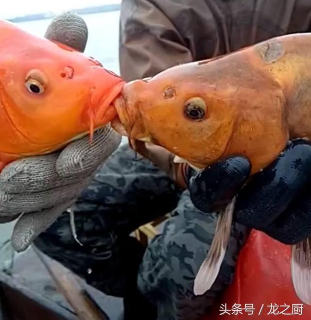 黄金鱼是什么鱼，黄金龙鱼是什么鱼（发现两条情侣“黄金鱼”）