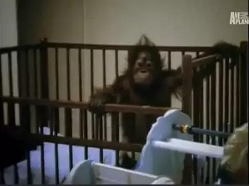 多妈简笔画叠起来的被子,儿童简笔画叠被子(试图成为人类却被囚禁30年) 多妈简笔画叠起来的被子,儿童简笔画叠被子(试图成为人类却被囚禁30年)