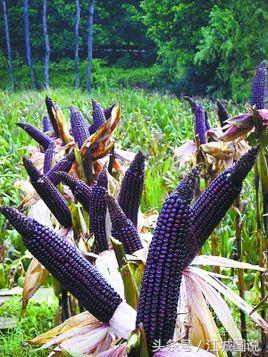 紫玉米的营养价值和功效，紫玉米的功效和营养价值（它不仅营养价值高）