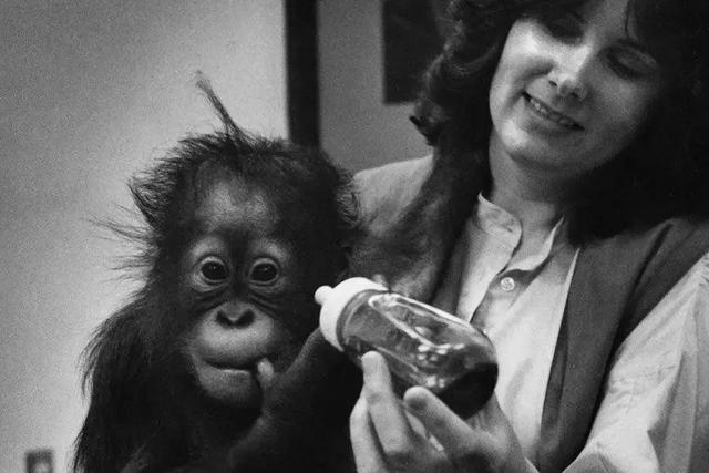 多妈简笔画叠起来的被子,儿童简笔画叠被子(试图成为人类却被囚禁30年) 多妈简笔画叠起来的被子,儿童简笔画叠被子(试图成为人类却被囚禁30年)