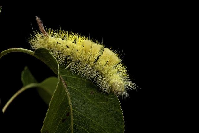 波刺毛蛰了怎么处理，毛毛虫蛰了怎么办（盘点地球上最彪悍的毛毛虫）