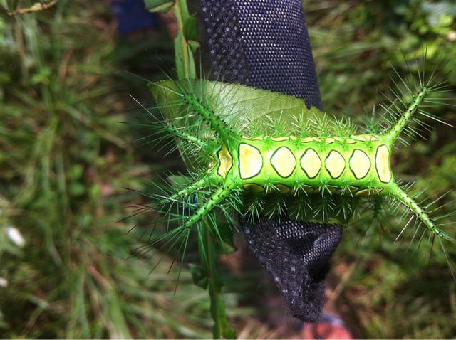 波刺毛蛰了怎么处理，毛毛虫蛰了怎么办（盘点地球上最彪悍的毛毛虫）