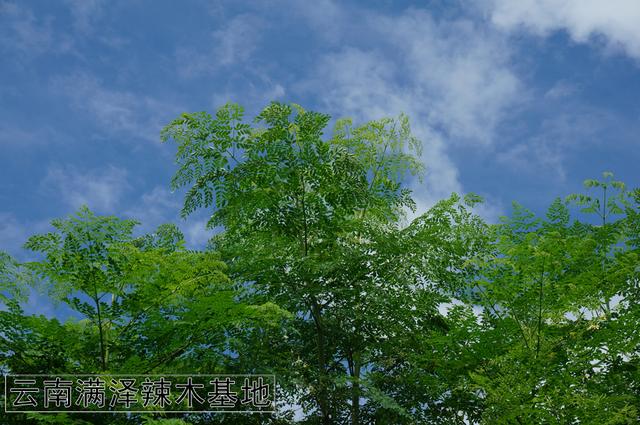 辣木籽几月份种植，辣木籽种植几年结果呢（云南辣木籽和印度辣木籽的功效与作用及区别）