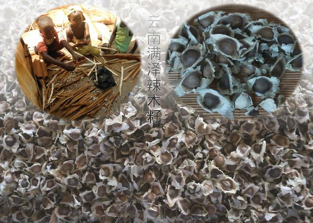 辣木籽几月份种植，辣木籽种植几年结果呢（云南辣木籽和印度辣木籽的功效与作用及区别）