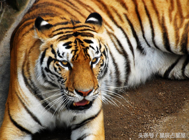 惊天动地打一生肖，惊天动地打一肖（此时出生的生肖虎尽享荣华富贵）