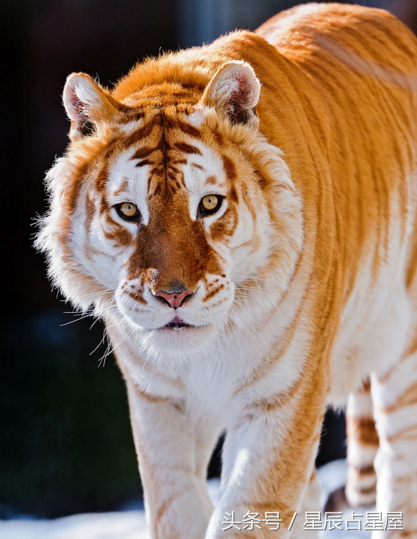 惊天动地打一生肖，惊天动地打一肖（此时出生的生肖虎尽享荣华富贵）