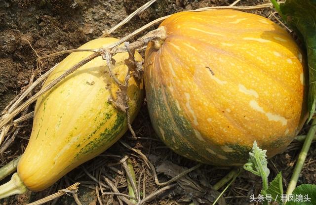 南瓜多少钱一斤，今日南瓜叶最新价格（菜市场上的南瓜售价1.5-2元一斤）