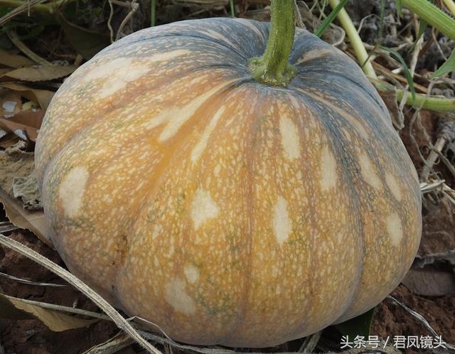 南瓜多少钱一斤，今日南瓜叶最新价格（菜市场上的南瓜售价1.5-2元一斤）