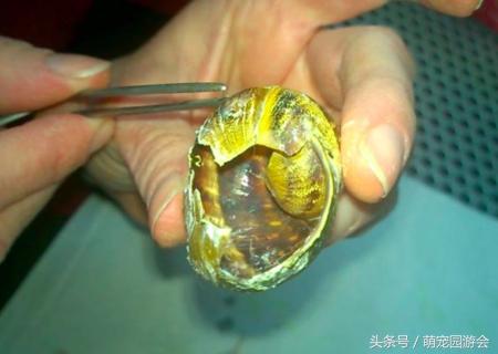 蜗牛壳碎了怎么办，蜗牛的壳破了怎么办（一只壳被踩碎的蜗牛被抢救的全过程）