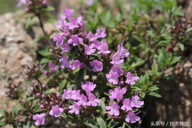 百里香适合在湖北种植吗，百里香适合在湖北种植吗视频（外型不出众的它很受欢迎）