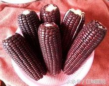 紫玉米的营养价值和功效，紫玉米的功效和营养价值（它不仅营养价值高）
