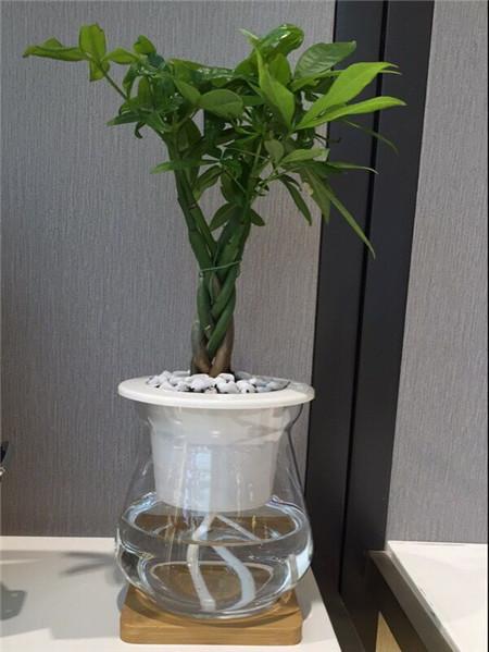 竹柏（竹柏水培），竹柏可以水培么如何水培（水培竹柏注意事项）