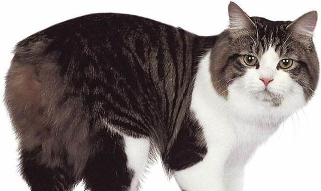 美国硬毛猫，养猫百科-带你认识猫的品种（美国硬毛猫和橘猫的区别）