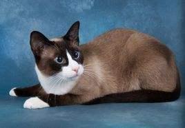 美国硬毛猫，养猫百科-带你认识猫的品种（美国硬毛猫和橘猫的区别）