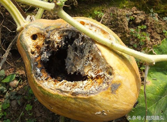 南瓜多少钱一斤，今日南瓜叶最新价格（菜市场上的南瓜售价1.5-2元一斤）