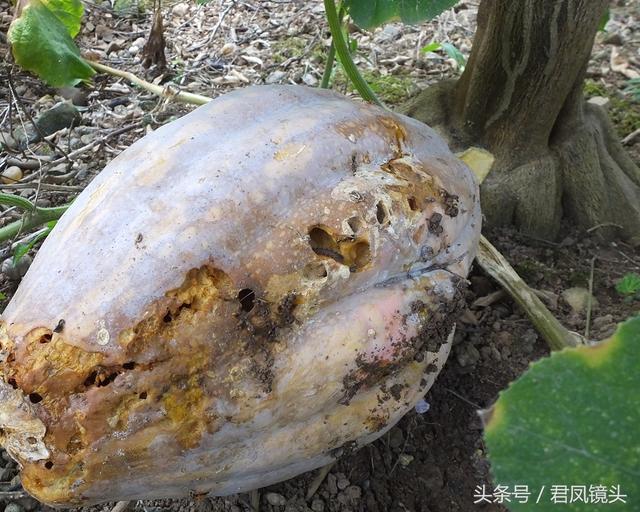 南瓜多少钱一斤，今日南瓜叶最新价格（菜市场上的南瓜售价1.5-2元一斤）