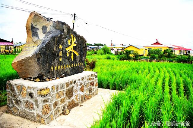 贡米是什么米，月子贡米是什么米（世界上最好吃的大米竟然不是泥土中生长出来的）