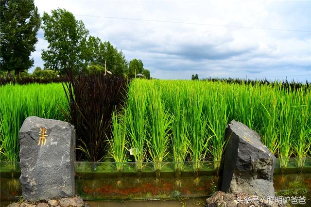 贡米是什么米，月子贡米是什么米（世界上最好吃的大米竟然不是泥土中生长出来的）