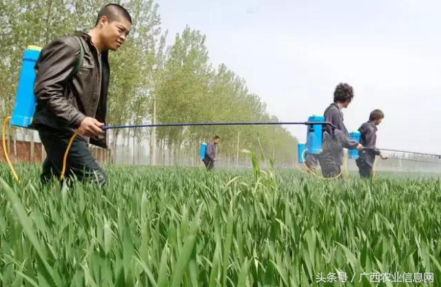 杀虫脒中毒如何急救，杀虫脒中毒解救的措施有（农药常识必备——杀虫剂的分类与作用）