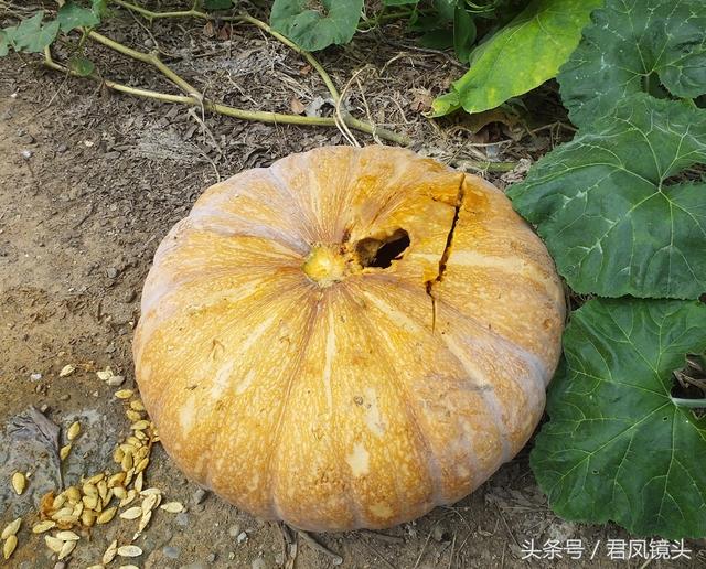 南瓜多少钱一斤，今日南瓜叶最新价格（菜市场上的南瓜售价1.5-2元一斤）