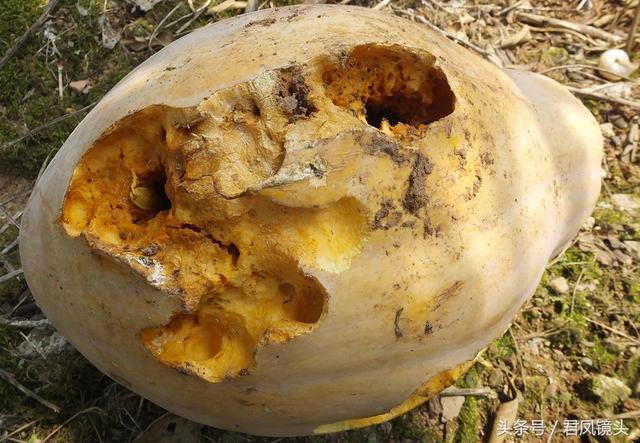 南瓜多少钱一斤，今日南瓜叶最新价格（菜市场上的南瓜售价1.5-2元一斤）