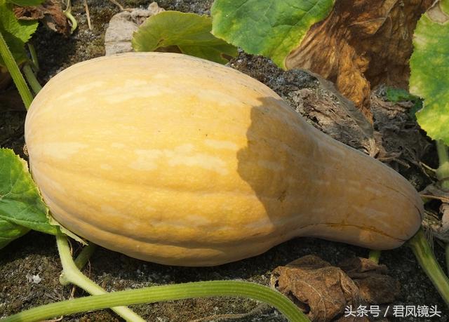 南瓜多少钱一斤，今日南瓜叶最新价格（菜市场上的南瓜售价1.5-2元一斤）