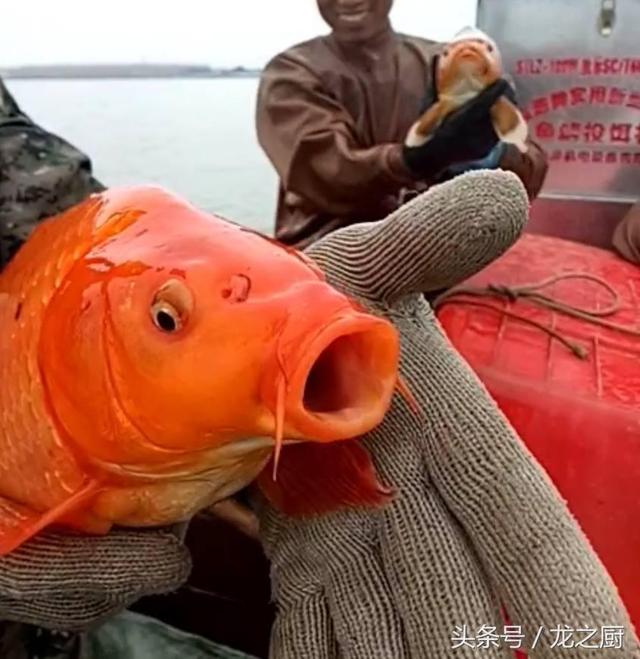 黄金鱼是什么鱼，黄金龙鱼是什么鱼（发现两条情侣“黄金鱼”）