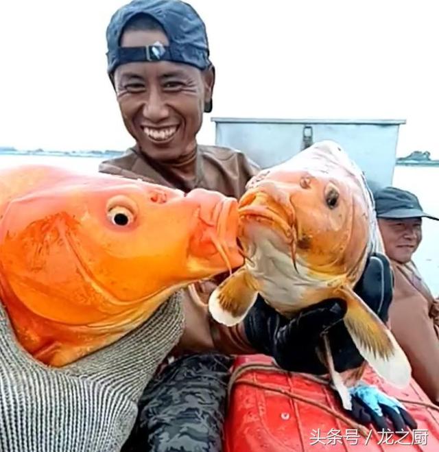 黄金鱼是什么鱼，黄金龙鱼是什么鱼（发现两条情侣“黄金鱼”）