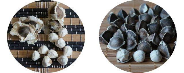 辣木籽几月份种植，辣木籽种植几年结果呢（云南辣木籽和印度辣木籽的功效与作用及区别）