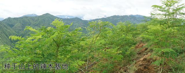 辣木籽几月份种植，辣木籽种植几年结果呢（云南辣木籽和印度辣木籽的功效与作用及区别）