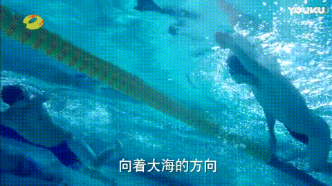 浪花一朵朵唐一白简历，宁泽涛孙杨粉丝大型撕X现场