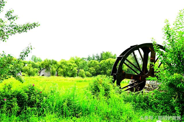 贡米是什么米，月子贡米是什么米（世界上最好吃的大米竟然不是泥土中生长出来的）