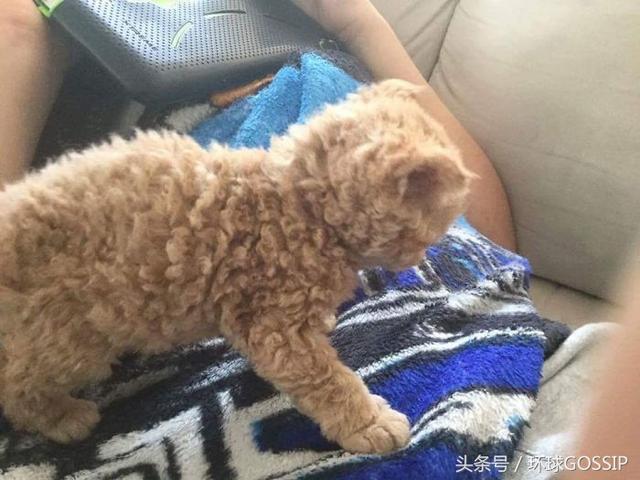 塞尔凯克卷毛猫，塞尔凯克卷毛猫怎么训练（天生自带卷毛效果的新品种猫）