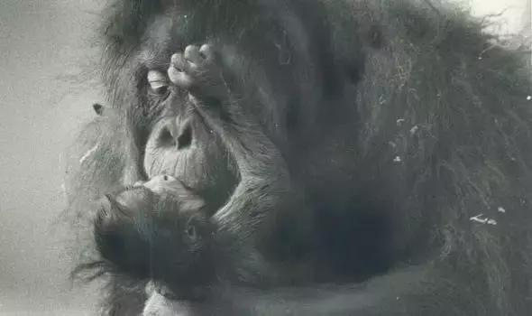 多妈简笔画叠起来的被子,儿童简笔画叠被子(试图成为人类却被囚禁30年) 多妈简笔画叠起来的被子,儿童简笔画叠被子(试图成为人类却被囚禁30年)