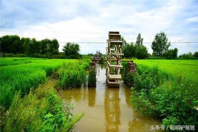 贡米是什么米，月子贡米是什么米（世界上最好吃的大米竟然不是泥土中生长出来的）