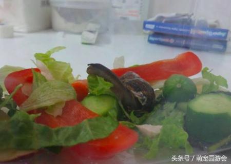 蜗牛壳碎了怎么办，蜗牛的壳破了怎么办（一只壳被踩碎的蜗牛被抢救的全过程）