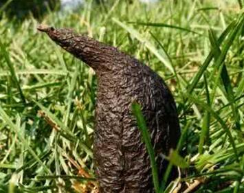 乌灵菌粉是什么东西（比黄金还贵的真菌药材）