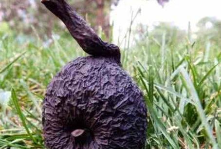 乌灵菌粉是什么东西（比黄金还贵的真菌药材）