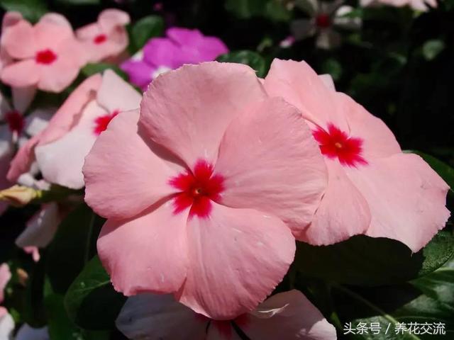 小蔓长春的养殖方法及注意事项，蔓长春花的养殖方法是什么