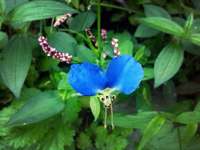 鸭跖草的功能简介，鸭跖草百度百科（天然染料——鸭跖草）